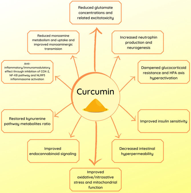 Summary of the potential mechanisms of action of curcumin in depression.