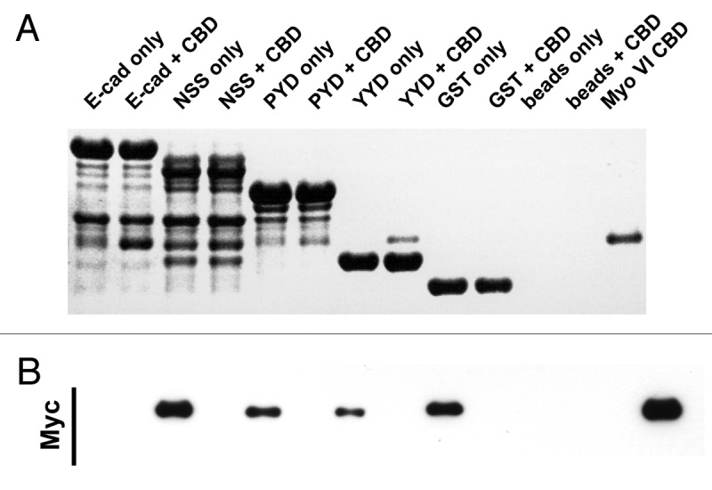 Figure 2. C-terminal E-cadherin truncation mutants interact with the cargo-bindng domain of Myosin VI. Coomassie stained gel (A) and the corresponding Myc-immunoblot (B) of a representative in vitro binding experiment. The first two lanes show the E-cadherin tail construct coupled to GSH beads, without (lane 1) and with added myc tagged Myo VI CBD (lane 2). The following 6 lanes were loaded correspondingly with three truncated constructs (NSS, PYD and YYD), as outlined in Figure 1. Lanes 9–12 are the negative GST controls and lane 13 indicates the molecular mass of the MyoVI CBD construct. The data are representative of three independent experiments.