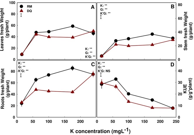 Effect of K nutrition on shoot and root biomass in cannabis plants. Fresh weights of leaves (A), stem (B), and roots (C), and K use efficiency (KUE) (D) of two medical cannabis cultivars, Royal Medic (RM) and Desert Queen (DQ). Presented data are averages ± SE (n = 5). Results of two-way ANOVA indicated as **P < 0.05, F-test; NS, not significant P > 0.05, F-test. The bars represent the LSD between means at P ≤ 0.05. In the ANOVA results K is potassium, G is genotype, and K'G represents the interaction between K and G.