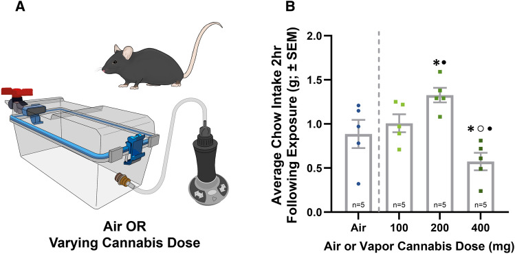 C57BL/6J Cannabis Dose Response in C57BL6J Mice. (A) Illustrates the experimental design of the dose response in male C57BL6J mice. (B) Depicts the cannabis feeding dose response in n = 5 C57BL/6J mice 2 h following 5 min of vapor cannabis exposure. The dose response model between doses at the same timepoint was significantly different (One-Way repeated measures ANOVA, F(3,12) = 14.065, ***P = 0.0003). Post-hoc testing (Tukey HSD) revealed a significant increase in food intake at 200 mg cannabis. Significant differences were also seen between 200 and 400 mg, as well as 100 mg and 400 mg. See Supplemental Table S8 for detailed statistical results. Key: * = significantly different than Air exposure, • = significantly different than 100 mg exposure, ○ = significantly different than 200 mg exposure.