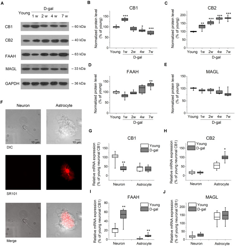 D-gal treatment altered protein and mRNA expression of key ECS components in hippocampus. (A) Western immunoblot analysis of the protein expression of cannabinoid receptor CB1 and CB2, fatty acid amide hydrolase (FAAH), monoacylglycerol lipase (MAGL) in hippocampus. Protein was analyzed at 1, 2, 4, and 7 weeks (w) after D-gal injection. Rats with a 7-week injection of vehicle (0.9% NaCl) were used as young control. GAPDH was used as loading control. (B) Quantification of CB1 protein in hippocampal tissue. The densitometric data are normalized by GAPDH and presented as a percentage of the level of young rats. (C–E) Similar to (B), except that CB2, FAAH, and MAGL were measured in (C–E), respectively. n = 4–5 rats/group, *P < 0.05, **P < 0.01, ***P < 0.001, compared with the young control as determined by one-way ANOVA followed by Bonferroni’s t-test. (F) Morphology of freshly isolated neuron and astrocyte from rat hippocampus CA1 area. Scale bar: 10 μm. Pyramidal neurons were selected based on their morphology and negative SR101 staining, and astrocytes were chosen based on their positive SR101 staining. These cells were harvested separately for qRT-PCR analysis. (G) Quantification of CB1 mRNA by qRT-PCR in freshly isolated neurons and astrocytes from rats received a 7-week vehicle (young) or D-gal treatment. (H–J), Similar to (G), except that mRNA of CB2, FAAH, and MAGL were measured in (H–J), respectively. Results were from six independent rats with triple wells. Data were normalized to the expression level of CB1 mRNA in neurons from young animals. *P < 0.05, **P < 0.01, compared with young control in each gene group by Student’s t-test.