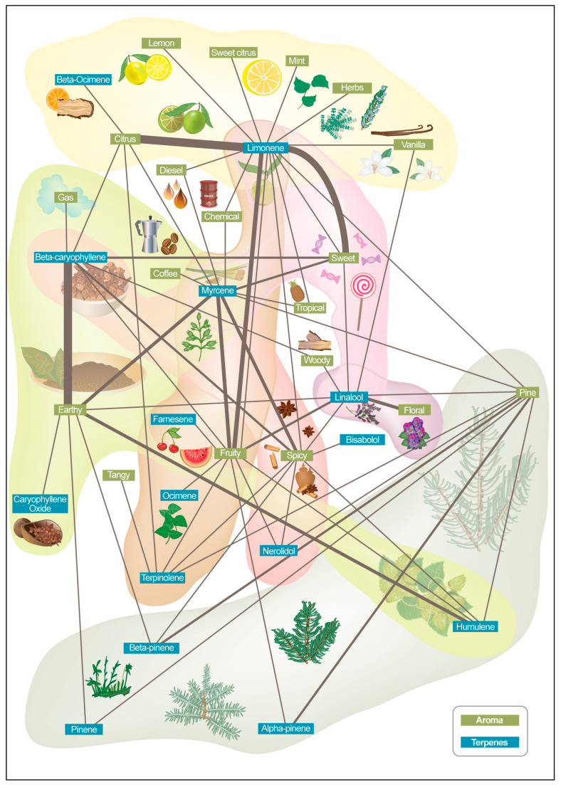 Aroma keyword network map constructed from approximately 1500 cannabis product descriptions. Data were aggregated and harmonized from various online sources, including company websites, marketplaces, and repositories. Extracted aroma- and terpene-related keywords were analyzed for co-occurrence patterns and encoded into a graph structure, illustrating the relationships and clustering of sensory descriptors across products.