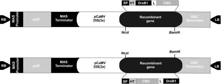 The schematic illustration of the expression vectors used for the recombinant protein production in tobacco hairy roots. MAS: Mannopine synthase, npt II: Neomycin phosphotransferase II, CaMV35S: Cauliflower mosaic virus 35S promoter, OSC: Octopine synthase, SP: Avr4 signal peptide, HT: Histidine tag (RGS‐(His)6), L: (EAAAK)4 Linker, CBD: chitin binding domain, RB: right border and LB: left border