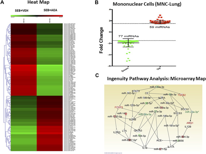 AEA alters miRNA expression in the mononuclear cells isolated from the lungs of SEB injected mice. Mice were treated with SEB and AEA as described in Figure 1 legend. Isolated mononuclear cells of the lung were screened for miRNA expression as described in methods (A). The heat map that shows all of the altered and unchanged miRNAs in the VEH + SEB and AEA + SEB groups. (B) Diagram of miRNAs with 1.5 fold change showing 59 miRNAs upregulated while 77 miRNAs downregulated. (C) Networking of the miRNAs with their targeted genes including anti-inflammatory genes, the map showing the main miRNAs including miRNA 23a-3p targeting ARG1 and TGFβ2 gene while miRNA 34a-5p targeting FOXP3 gene.