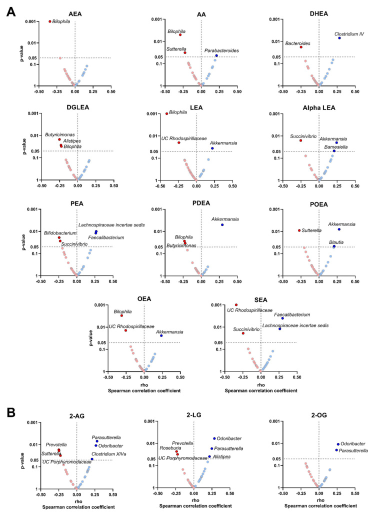 Volcano plots showing partial Spearman correlations of plasma levels of endocannabinoids and their analogues with fecal microbiota composition at genus taxonomic level. Each volcano plot shows the rho coefficients in the X-axis, whereas the p-values of the correlations are shown on the Y-axis. Panel (A) shows AEA and related N-acylethanolamines and panel (B) shows 2-AG and acylglycerols. Red circles indicate negative correlations, whereas blue circles indicate positive correlations. Body mass index was included as a confounder in these correlations. Only those genera with significant p-values (p < 0.05) are annotated within the figure. 2-AG: 2-arachidonylglycerol; 2-LG: 2-linoleoylglycerol; 2-OG: 2-oleoylglycerol; alpha LEA: alpha-Linolenoyl ethanolamide; AA: arachidonic acid; AEA: anandamide; DGLEA: dihomo-gamma-linolenoyl ethanolamide; DHEA: docosahexaenoyl ethanolamide; LEA: linoleoyl ethanolamide; OEA: oleoyl ethanolamine; PEA: palmitoyl ethanolamide; PDEA: pentadecanoyl ethanolamide; POEA: palmitoleoyl ethanolamide; SEA: stearoyl ethanolamide; UC: unclassified.