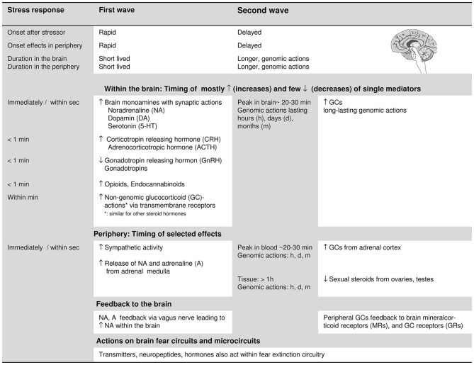 Features of the rapid, first wave and the delayed second wave of the stress response: onset in brain and periphery and the timing of the activation of the mainly involved stress-response mediators (neurotransmitters, neuropeptides, hormones). The concrete time specifications of the stress-induced changes are based on Sapolsky et al. (2000), Joëls and Baram (2009) and Hermans et al. (2014). For glucocorticoids (GCs) and sexual steroids, we differentiate between more rapid non-genomic, and delayed genomic actions. As to the stress-induced changes in the periphery, we only refer to the following, major changes: the rapid activation of the sympathetic nervous system and the corresponding rapid secretion of catecholamines, and to the increase in the secretion of GCs and the decrease in the secretion of sexual steroids from the adrenal cortex. The peripheral changes feedback to the brain and the single stress-response mediators also act on the fear extinction circuits and microcircuits (see “Contributions of specific stress mediators: insights from pharmacological manipulations, transmitter and neuropeptide actions” and “Insights from stress-induction studies triggering the first and second wave of the stress response” Sections). When referring to effects of single stress-response mediators on fear extinction within the text, we also take neuropeptide Y and oxytocin into account due to their role in stress resilience and their impact on fear extinction. The bodily reactions allowing adaptation to the stress challenge are not explicitly addressed in this figure.