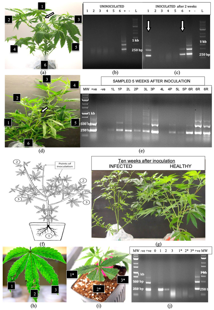 (a) Inoculation of a 6-week-old plant of genotype ‘S3’ on a cut stem surface (arrow) shows the locations (1–6) where samples were taken prior to inoculation and after 2 weeks. (b) RT-PCR of tissues sampled before inoculation shows the plant was HLVd-negative. (c) RT-PCR of tissues sampled 2 weeks after inoculation shows HLVd is present in the youngest leaves (1) and in the roots (6). (d) The same plant shown in (a) was sampled 5 weeks after inoculation at positions (1–6). (e) RT-PCR analysis shows the viroid was present at various sampling positions in the foliage and in the roots. The multiple bands characteristic of HLVd can be seen. In many samples, petiole tissues showed more intense bands compared to leaf tissues. (f) Schematic representation of the spread of HLVd from stem inoculations to various parts of the plant, with detection in the roots (1) followed by detection in young leaves (2) and then in the middle and lower leaves (3). (g) Symptoms on a plant inoculated on a cut stem surface and grown for 10 weeks (left) compared to an uninoculated control plant (right). The leaves are reduced in size and the overall growth is less vigorous. (h) Physical abrasion of leaves that resulted in tearing at positions marked (1, 2, 3) followed by HLVd sap inoculation was compared to the cutting of leaf edges with scissors shown in (i), and then sap inoculated at positions marked (1*, 2*, 3*). (j) RT-PCR analysis of leaves from inoculated plants wounded as shown in (h) revealed the presence of HLVd in three leaf samples while plants wounded as shown in (i) did not become infected, as shown by the absence of bands corresponding to HLVd.