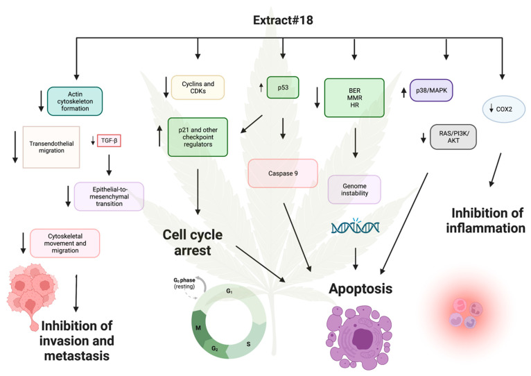 Suggested mechanisms of the cytotoxic effects of high-THC cannabis extract #18 in the HT-29 CRC cell line. Upward –pointing arrows next to the text boxes indicate increased transcription, and arrows pointing downward indicate decreased transcription. Longer arrows between text indicate possible causes and effects. Created with BioRender.com (accessed on 9 April 2024).