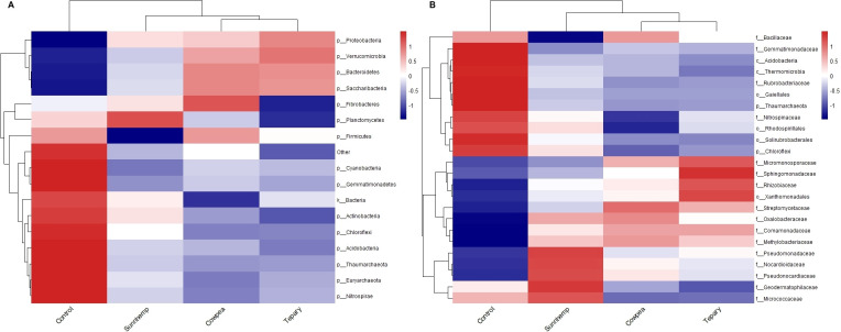 Panel A presents a heatmap with hierarchical clustering, displaying the abundance of microbial phyla across four treatments: Control, Sunnhemp, Cowpea, and Tepary. Rows represent different phyla labeled on the right, and columns denote treatments. Red indicates higher abundance, blue indicates lower abundance. Panel B shows a similar heatmap at the family or order level, also organized by hierarchical clustering, with rows labeled by families or orders and columns representing the same treatments. Both heatmaps include a color scale bar ranging from blue (low abundance) to red (high abundance).