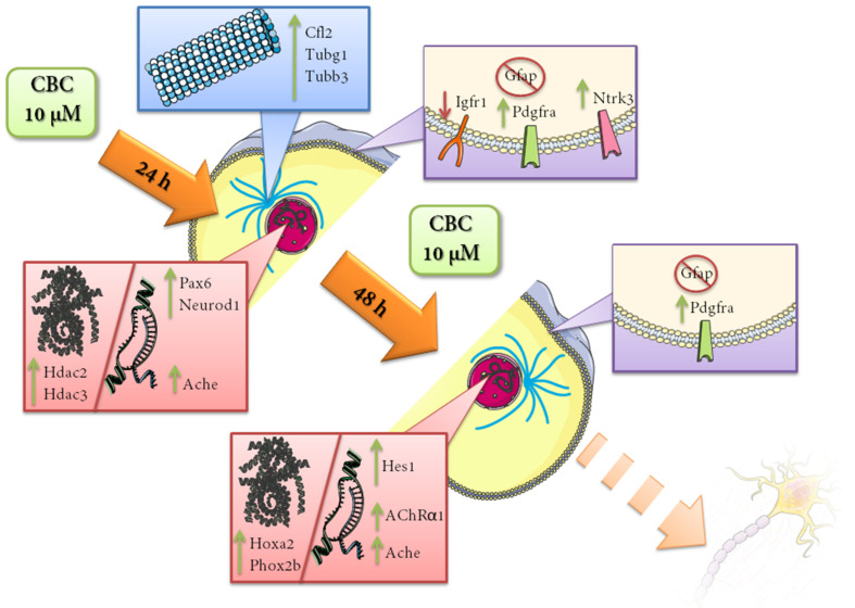 Main neuronal differentiation markers upregulated in NSC-34 after between 24 and 48 h of 10 µM of CBC treatment. CBC proved to be able to influence neuronal differentiation at different levels, increasing transcription factors aimed to develop mature neuron properties and also trigger signals for cytoskeleton remodeling. The influence on the expression of several receptors involved in neuronal differentiation supports the hypothesis. Green arrows indicate that the corresponding genes are upregulated, while red arrows indicate the genes that are downregulated.