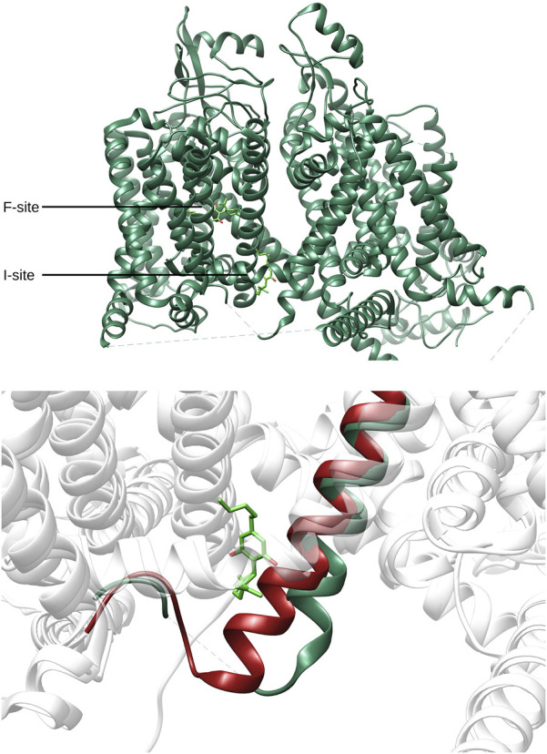 Molecular structure diagram of a protein, showing complex helical arrangements. The top section highlights F-site and I-site locations with labels. The bottom section zooms into a portion of the molecule, displaying highlighted green and red helices and structures on a white background.