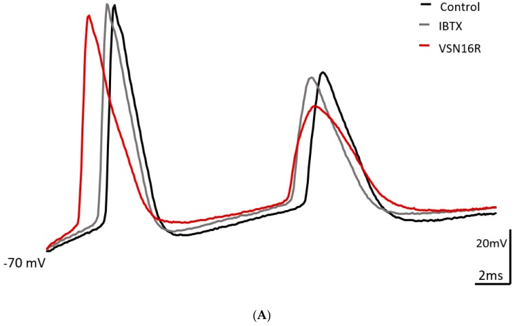 Effects of IBTX and VSN16R on AP waveform under high frequency stimulus. (A) Exemplar trace showing effects of 100 nM IBTX and subsequent application of 100 μM VSN16R. (B) Effects before (control) and at steady state after application of 100 nM IBTX and 100 μM VSN16R on absolute change of first fAHP amplitude from resting potential, second ISI and first AP width. Data from n = 5 cells; * = P < 0.05; ** = P < 0.01.