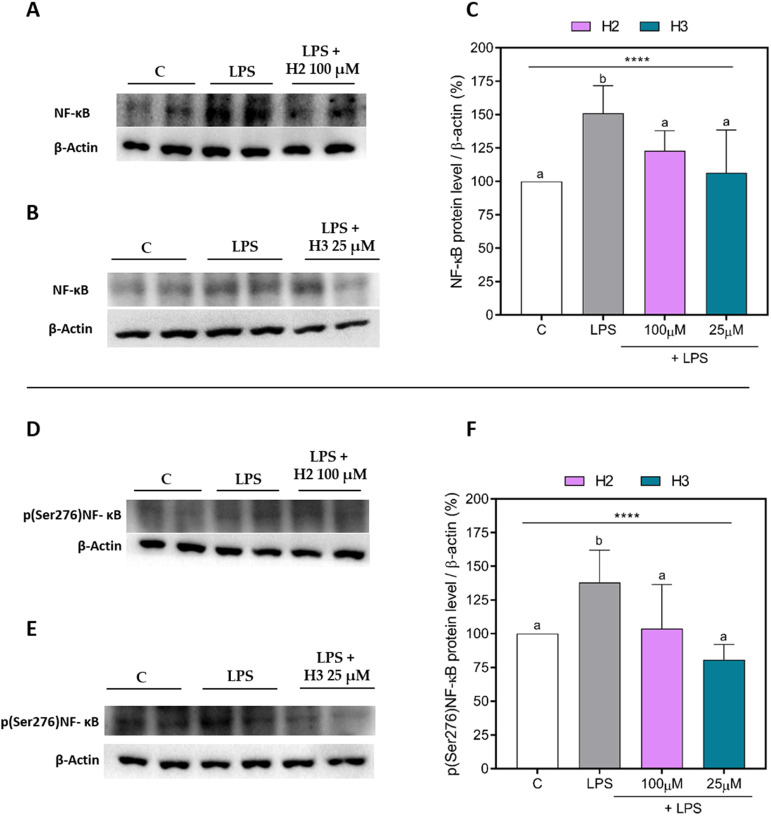 NF-κB and p(Ser276)NF-κB protein levels in LPS-stimulated HepG2 cells. Upper panel: representative Western Blots of NF-κB in H2 (A) and H3 (B) assays. Densitometric analyses of NF-κB (C). Bottom panel: representative Western Blots of p(Ser276)NF-κB in H2 (D) and H3 (E) assays. Densitometric analyses of p(Ser276)NF-κB (F). The data points represent the averages ± SD of three independent experiments in triplicate. All data sets were analyzed by one-way ANOVA, followed by Tukey’s post-hoc test. Different letters indicate statistically significant differences. ****, p ≤ 0.0001. C, unstimulated control group; LPS, lipopolysaccharide-stimulated cells; NF-κB, nuclear factor-κB; p(Ser276)NF-κB, phosphor(Ser276)-nuclear factor-κB.