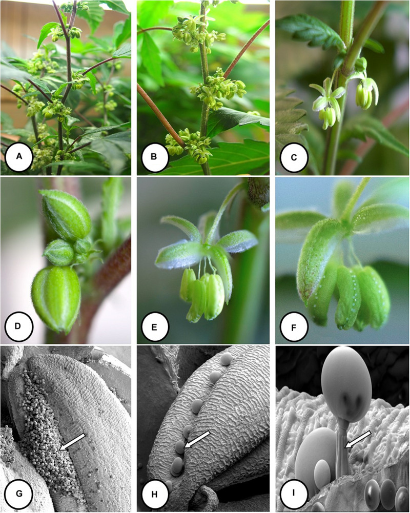 Flower and pollen development in genetically male plants of Cannabis sativa. (A–C) Male flowers formed in clusters at leaf axils. Each flower is pedicillate, with individual stalks. (D–F) Opening of male flowers to reveal 5 green-white tepals which expose 5 stamens each attached to a filament that dangles the anther. (G) Large amounts of pollen (arrow) being released through the longitudinal groove (stomium) of the anther. (H) Enlarged view of the stomium showing formation of bulbous trichomes (arrow) forming in the groove of the anther. (I) Close-up of a trichome with a short stalk (arrow). Pollen grains can be seen in the foreground.