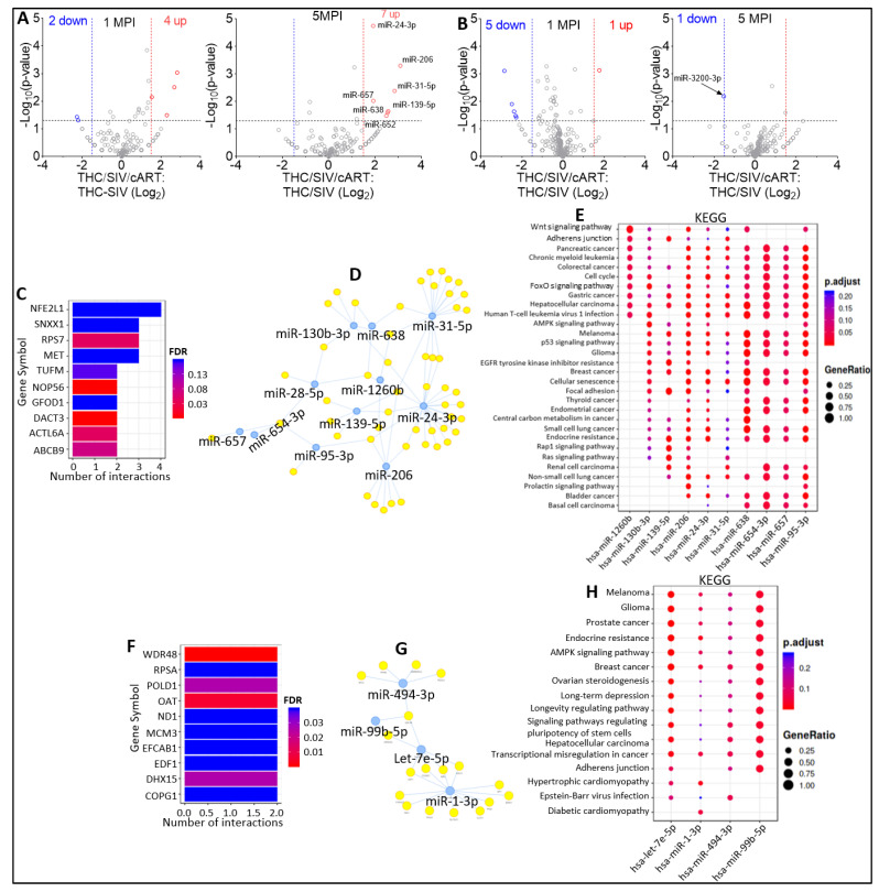 Alterations in miRNA profile of THC-treated, SIV-infected, cART-treated RMs. (A) Volcano plot showing down-(blue) regulated and up-(red) regulated miRNAs in THC/SIV/ART EVs relative to THC/SIV EVs at 1 MPI (left) and 5 MPI (right). (B) Volcano plot showing down-(blue) regulated and miRNAs in THC/SIV/ART ECs relative to THC/SIV ECs at 1 MPI (left) and 5 MPI (right). (C) miRNA-target enrichment analysis showing top target genes by number of interactions for the 13 significantly modulated EV-associated miRNAs (miR-130b-3p, miR-654-3p, miR-28-5p, miR-95-3p, miR-144, miR-1260b, miR-24-3p, miR-206, miR-31-5p, miR-657, miR-139-5p, miR-638, miR-652) at 1 MPI and 5 MPI. (D) Visualization of miRNA-target interaction network for the 13 significantly modulated EV-associated miRNAs. The blue circles represent the miRNAs, while the target genes are represented by the yellow circles. Pathways are represented by blue lines. (E) Dot plot of functional enrichment analysis for the 13 significantly modulated EV miRNAs. Color of dots represent adjusted p-values (FDR) and size of dots represents gene ratio (number of miRNA targets found enriched in each category/number of total genes associated to that category. (F) miRNA-target enrichment analysis showing top target genes by number of interactions for the 7 EC-associated miRNA significantly modulated at 1 MPI and 5 MPI. (G) Visualization of miRNA-target interaction network for the 7 EC-associated miRNA significantly modulated at 1 MPI and 5 MPI. The blue circles represent the miRNAs, while the target genes are represented by the yellow circles. Pathways are represented by blue lines. (H) Dot plot of functional enrichment analysis for target genes of the 7 EC-associated miRNA significantly modulated at 1 MPI and 5 MPI. Color of dots represent adjusted p-values (FDR) and size of dots represents gene ratio (number of miRNA targets found enriched in each category/number of total genes associated to that category.