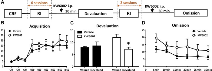 Pharmacological blockade of A2ARs specifically in the expression phase of instrumental conditioning selectively promote goal-directed valuation but not action-outcome contingency. (A) Experimental design schematic with KW6002 injected intraperitoneally in the expression phase (i.e., devaluation and omission test) of instrumental behavior but not available in the training sessions. (B) Mice established instrumental conditioning indistinctively in the acquisition phase without between pre-manipulation groups effect (p = 0.541) and interaction effect of training sessions X pre-manipulation groups (p = 0.608). (C) KW6002 5 mg/kg or vehicle was administered 30 min before reward/home chow condition (i.e., devalued/valued condition). After 1-h exposure to devalued/valued condition at liberty, the devaluation test was proceeded in which reward delivery was absent and lever presses was recorded. Mice with KW6002 injected performed more goal-directed (p = 0.017, ∗p < 0.05), compared to that injected with vehicle (p = 0.710). (D) After 2-day extended RI60 training sessions, KW6002 5 mg/kg or vehicle was injected 30 min before omission test. Mice of both groups significant decreased their lever presses (time main effect, p = 0.020). But there was neither between-subject effect of drug treatments (p = 0.089) nor drug treatments X testing time interaction effect (p = 0.728). All data was analyzed by two-way ANOVA for repeated measurement, followed by post hoc comparison with Bonferroni test (vehicle group, n = 8; KW6002 group, n = 7).