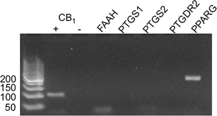 mRNA expression of potential indomethacin targets in HEK293A cells. The expression of several gene transcripts whose protein products are considered targets for indomethacin was evaluated in HEK293A cells using RT-PCR. hCB1R cDNA was detectable in cells transfected with hCB1R-GFP2 (+) and not untransfected cells (-). FAAH, fatty acid amide hydrolase; PTGS1 and 2, COX-1 and -2; PPARG, PPARγ.