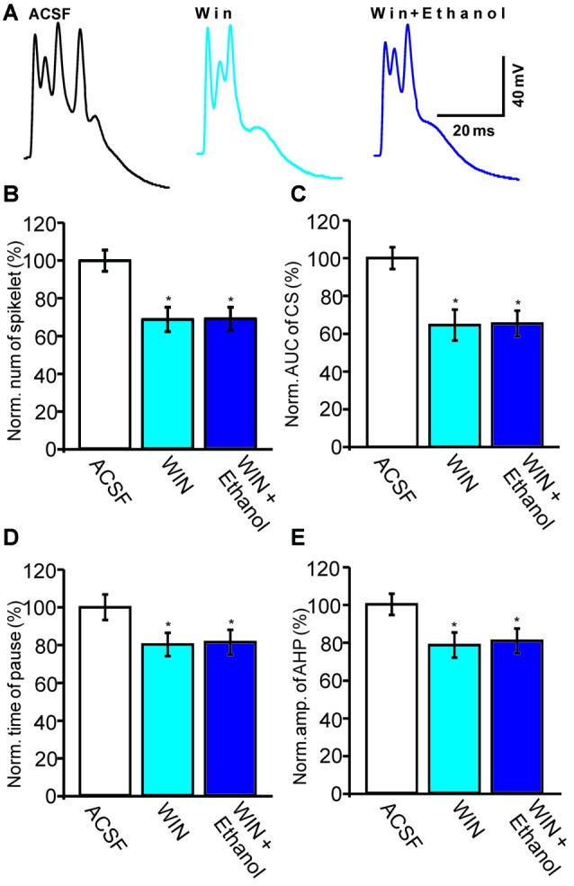 Ethanol fails to inhibit the CS-evoked change in the membrane potential of PCs in the presence of a CB1 receptor agonist, WIN55212-2. (A) Representative traces showing the spontaneous CS-evoked membrane potential in treatments of ACSF, WIN55212-2 (5 μM) and ethanol + WIN55212-2. (B,C) Bar graphs showing the normalized spikelet number (B) and AUC (C) of the CS-evoked potential in treatments of ACSF, WIN55212-2 and ethanol + WIN55212-2. (D) Pooled data showing the normalized pause in SSs in treatments of ACSF, WIN55212-2 and ethanol + WIN55212-2. (E) Bar graph showing the normalized amplitude of the AHP in treatments of ACSF WIN.55212-2 and ethanol + WIN55212-2. n = 6 cells per group. *P < 0.05, vs. ACSF.