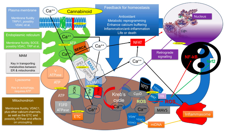 Summary of key factors related to calcium flux and mitochondrial control, and potential effect of CBD. However, it is possible that other lipophilic cannabinoids could also behave in similar ways. If CBD dissolves and concentrates in membranes, it is likely to affect the plasma membrane first, and then with time, potentially work its way into the mitochondria, probably via the MAM complex. It is likely to affect membrane fluidity and packing, and thus alter the confirmation of imbedded proteins, such as ion channels, receptors and electron transport chains, as well as modulate local redox. It is also possible that many of the imbedded proteins have evolved to be sensitive to potentially disruptive compounds like CBD and are thus part of the xenobiotic system. Any alteration in membrane structure will elicit a homeodynamic adaptive response, with calcium flux being a key one, which is coupled to redox and bioenergetics and thus mitochondrial function. Because mitochondria are central to inflammatory and calcium signalling, their prior health and metabolic state will determine the outcome. For example, dysfunctional mitochondria will have less capacity to produce ATP and thus result in inefficient autophagy, will produce more ROS and will not be able to buffer as much calcium, potentially leading to a feedforward loop, but if mitochondrial turnover and replacement are stimulated, they will be able to control their redox status better.