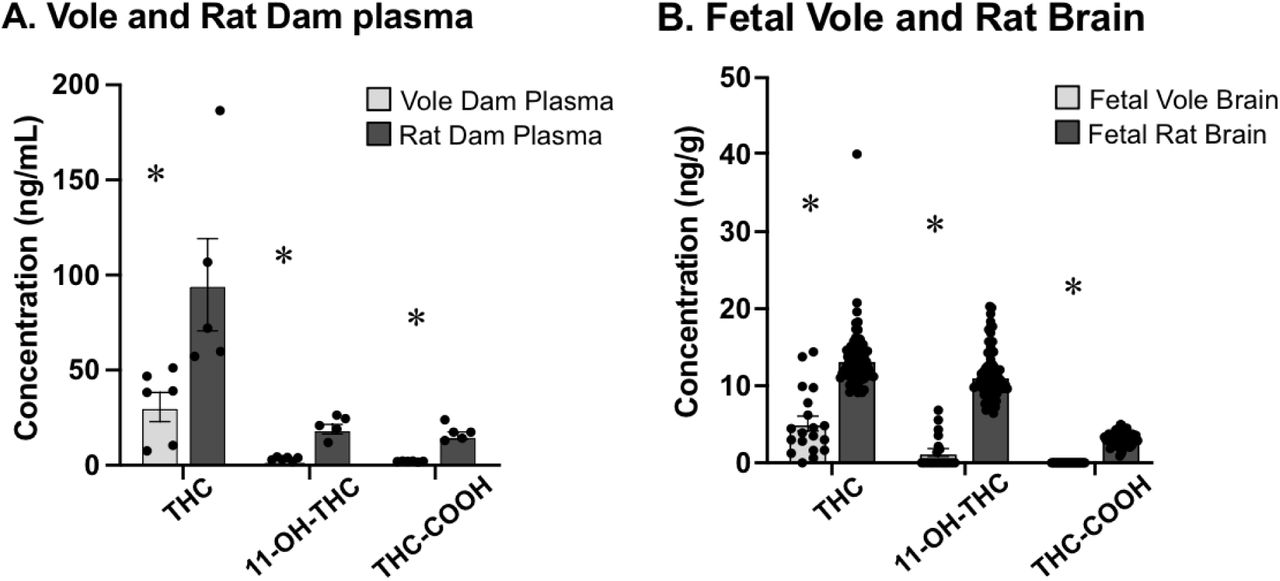 Direct comparison of THC concentration in adult (A) and fetal (B) rats and voles. A) Plasma THC, 11-OH-THC and THC-COOH concentration were all significantly higher in rat dams (dark grey) than vole dams (light grey). B) Brain THC, 11-OH-THC and THC-COOH concentration were all significantly higher in rat fetal brains (dark grey) than vole fetal brains (light grey) * - indicates significant difference between species