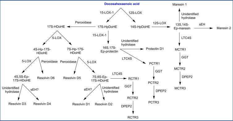 Biosynthesis of specialized pro-resolving mediators (SPMs) derived from docosahexaenoic acid. HDoHE, hydroxy-docosahexaenoic acid; Hp, hydroperoxy; Ep, epoxy; CTR, conjugate in tissue regeneration (M: maresin, P: protectin, R: resolvin); sEH, soluble epoxide hydrolase; LTC4S, leukotriene C4 synthase; GGT, γ-glutamyl transpeptidase; DPEP2, dipeptidase 2.