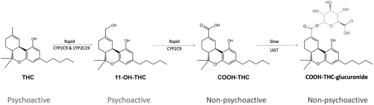 Simplified diagram of THC metabolism. THC, delta-9-tetrahydrocannabinol.