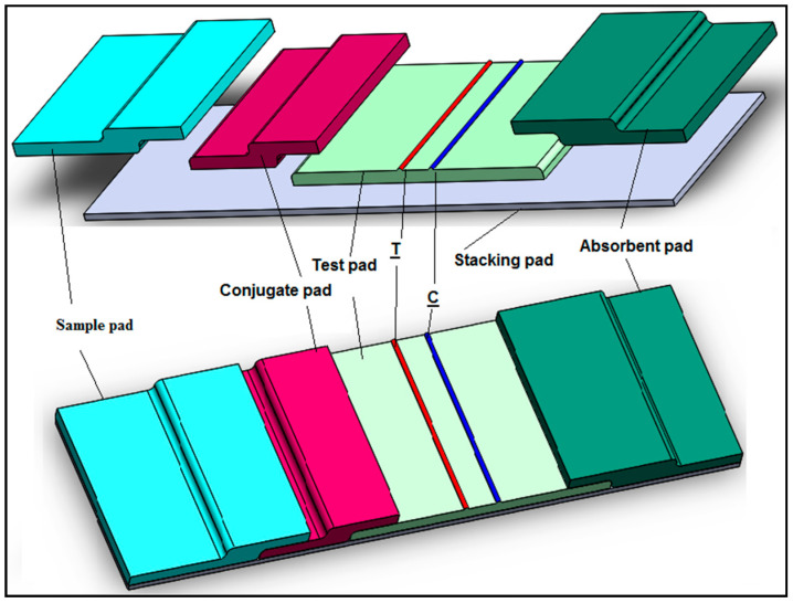 Schematic representation of a typical lateral flow assay (LFA) that is composed of four types of membrane.