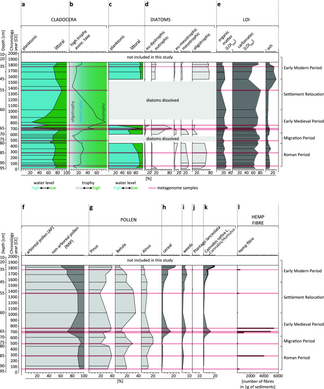 Paleo-environmental indicators. The age-depth correlation of the LS-C19 with paleo-environmental indicators: (a) Cladocera-based water level inference based on the proportion of planktonic to littoral taxa (Supp Table 1, Supp Fig. 3) in LS-C19 sediments; (b) Cladocera-based trophy inference based on the proportion of high trophy indicator taxa in Chydoridae family (Supp Table 1, Supp Fig. 3); (c) Diatom-based water level inference based on the proportion of planktonic to littoral taxa in LS-C19 sediments (Supp Table 2, Supp Fig. 4); (d) Diatom-based trophy inference shown as proportion of diatom taxa indicative to oligo-, meso-, eu- and oligotrophic status of water (Supp Table 2, Supp Fig. 4); (e) proportion of the sediment components based on loss on ignition (LOI) measurements at different temperatures—organic matter (550 °C), carbonate (950 °C) and ash (non-carbonate mineral residue) in LS-C19 sediments. Sediment composition of LS-C19 is dominated by the carbonate component (46–85%) with organic matter ranging from 11 to 32%, whereas the non-carbonate mineral matter ranges from 3 to 30% (Supp Data 1); (f) proportion of arboreal pollen (tree sum) to non-arboreal plants pollen, indicator of the landscape openness; (g) selected tree pollen curves; (h) sum of the cereal pollen (includes the pollen of Secale cereale, Triticum sp., Linum usitatissimum, Cerealia undiff., Fagopyrum sp., and Cannabis sativa L.); (i) sum of the weeds pollen (includes segetal and ruderal weeds Centaurea cyanus, Convolvulus arvensis, Artemisia sp., Chenopodiaceae, Urtica, Brassicaceae, Rumex acetosella t., Spergula arvensis, Scleranthus annuus); (j) Plantago lanceolata pollen sum (indicator of pastoral activity); (k) Cannabis sativa L. pollen and Cannabis sativa/Humulus type pollen sum (when unequivocal distinction of the grain type was impossible); (l) fibre count (absolute number) per 1 g of sediments, with threshold level for hemp retting practices (400 fibres/1 g); layers which sedDNA was extracted from are marked in red.