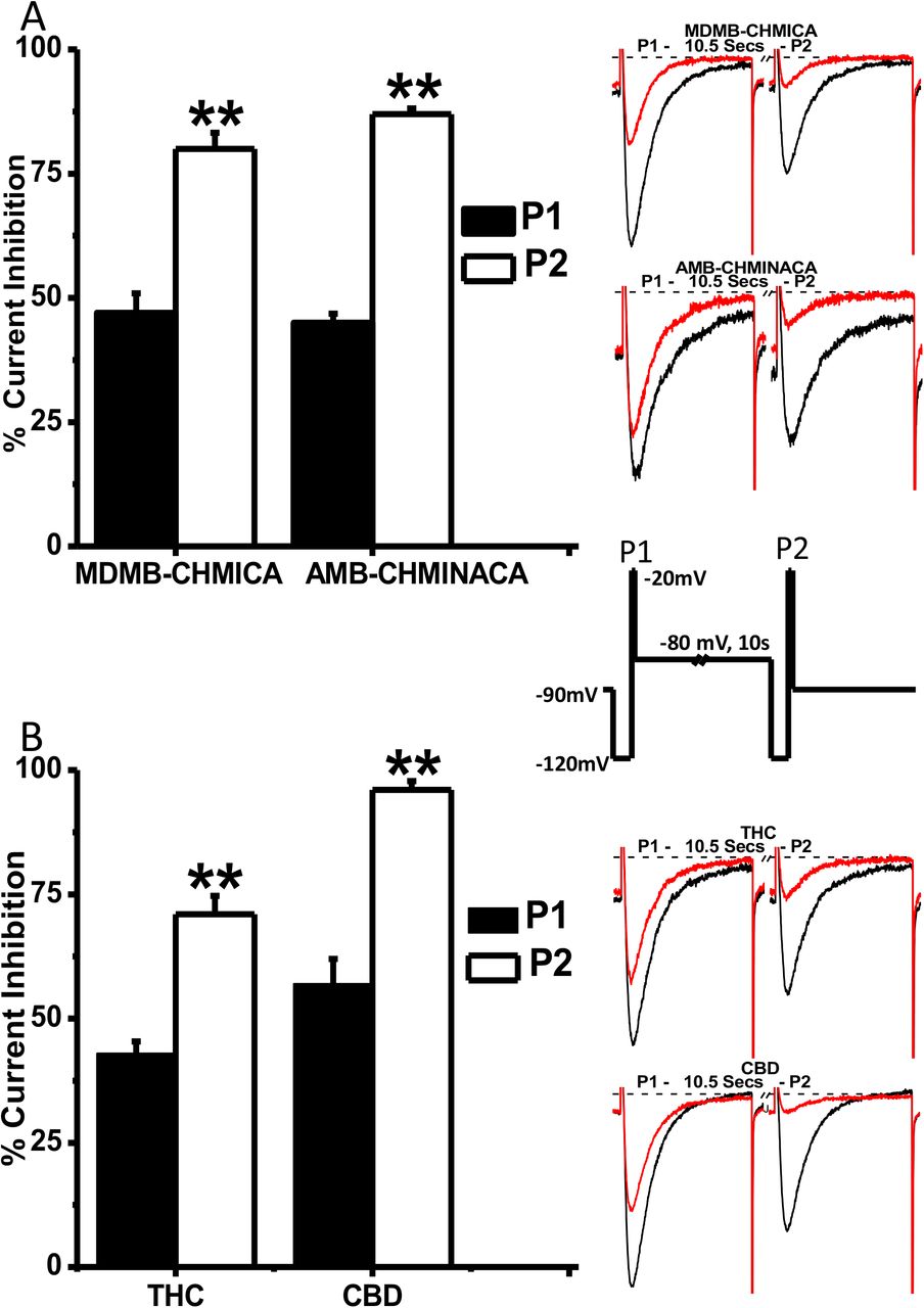 hCav 3.2 current inhibition in slow inactivated state by MDMB-CHMICA, AMB-CHMINACA, THC and CBD5A. A 2-pulse voltage protocol (Inset) was used to elicit hCav3.2 into a slow inactivation state. This produced a dramatic increase in current inhibition by both MDMB-CHMICA & AMB-CHMINACA at 1 μM. For MDMB-CHMICA, current inhibition increased from 47 ± 3.9 % tonic (P1), to 80 ± 3.2 % in slow inactivated state (P2) and for AMB-CHMINACA, from 45 ± 1.8 to 87 ± 1.1 %. 5B. For THC, current inhibition increased from 43 ± 2.4 % tonic (P1), to 71 ± 3.7 % in slow inactivated state (P2) and for CBD, inhibition increased from 57 ± 5 % tonic (P1), to 96 ± 1.8 % in slow inactivated state (P2). Representative traces from P1 vs P2 for each drug are shown inset. Results are represented as percent inhibition of peak current of vehicle control and represent the mean ± SEM of 6 independent cellular recordings. Statistical analysis was performed using Student t-test with asterisks denoting significance at *p<0.05, **p<0.01, ***p<0.001