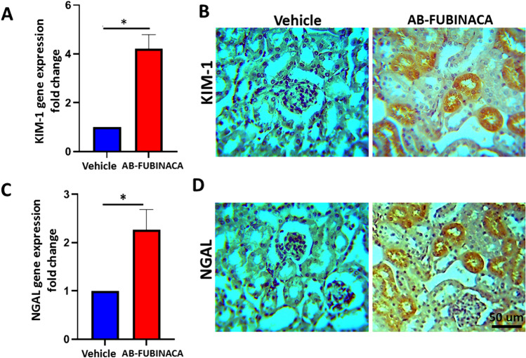 A The relative expression level of KIM-1 mRNA in the kidney of AB-FUBINACA treated mice compared with vehicle treated mice. B Immunohistochemistry staining of KIM-1 in the kidney AB-FUBINACA and vehicle treated mice. C The relative expression level of NGAL mRNA in the kidney of AB-FUBINACA treated mice compared with vehicle treated mice. D Immunohistochemistry staining of NGAL in the kidney AB-FUBINACA and vehicle treated mice. Data presented as mean ± SEM.*p-value < 0.05