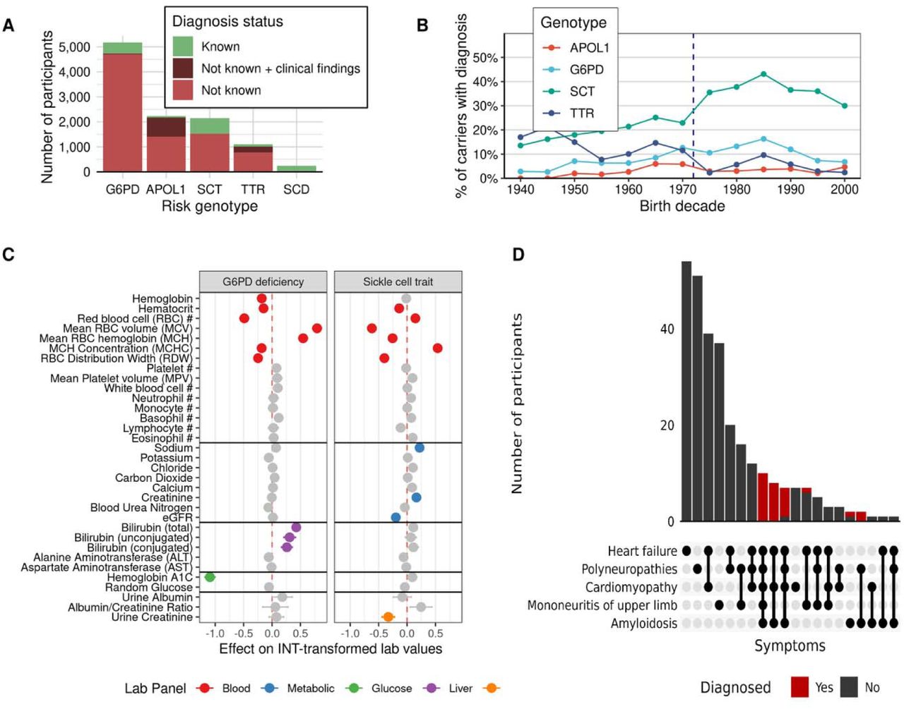 Frequency and characteristics of patients with genetic risk for APOL1, sickle cell trait, G6PD, ATTR, and sickle cell disease.A) Frequency of patients with known disease, patients with clinical findings relevant to the disease but lacking a diagnosis, and undocumented disease. B) Proportion of recognized risk carriers by participant year of birth. The vertical line depicts the passage of the National Sickle Cell Anemia Control Act of 1972 in the United States. C) Forest plot illustrating the effect of G6PD and sickle cell trait on commonly measured laboratory measurements among participants of majority African ancestry. Lab values were inverse-normal transformed prior to analysis. Lab effects that were significant at the Bonferroni-corrected significance threshold (p = 1.9×10-4) were colored according to the lab’s corresponding testing panel. D) Distribution of phenotypic heterogeneity observed in individuals with genetic risk for ATTR, colored by diagnosis status.