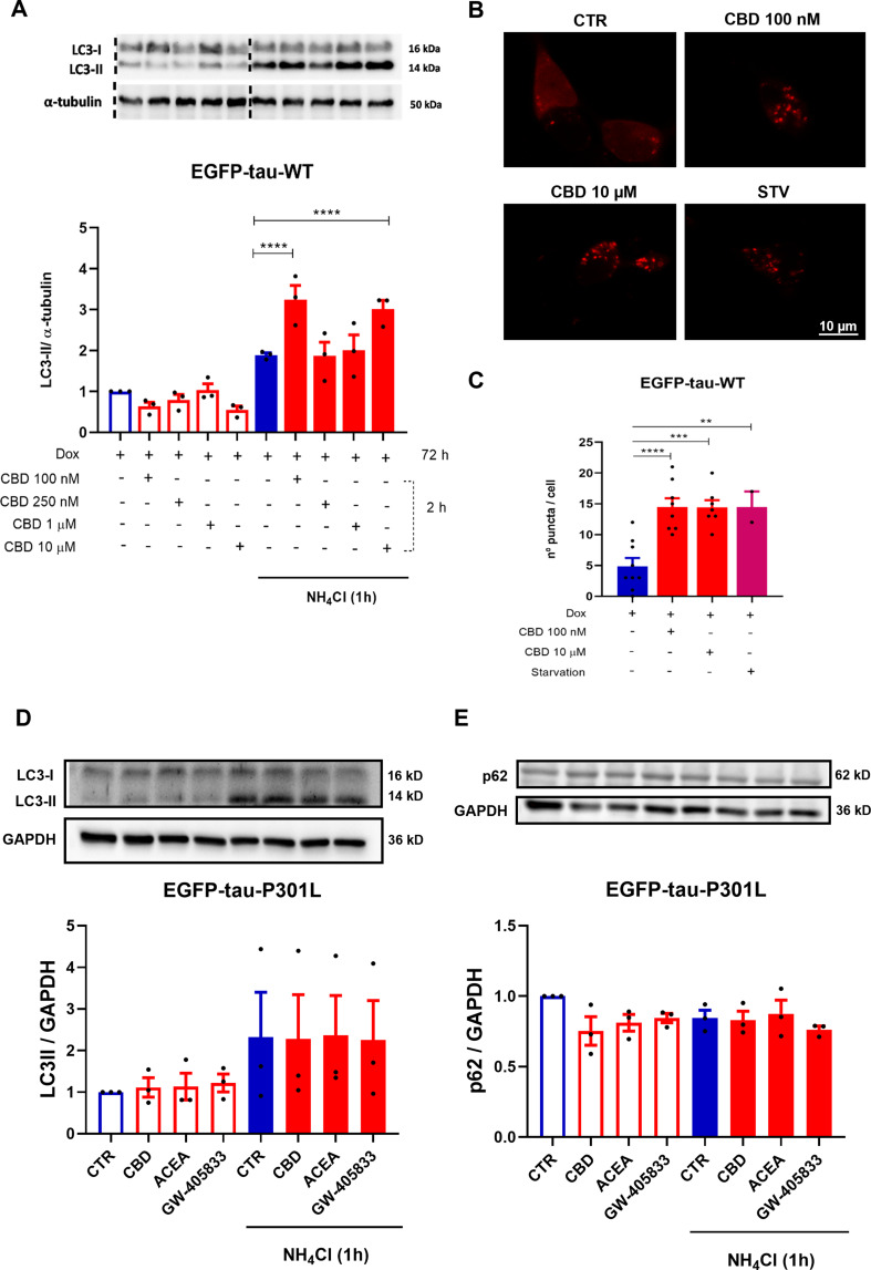 CBD and CB1/2 selective agonists differentially regulates autophagic flux in the EGFP-Tau WT or EGFP-Tau-PL301-expressing cell lines. (A) Cytosolic protein extracts were prepared and the autophagic flux was evaluated by western blotting in the EGFP-Tau WT cells treated with CBD (100, 250 nM, 1 and 10 µM) for 2 h in the presence or absence of NH4Cl (10 mM), added in the last hour of treatment. Mean LC3-II expression levels were compared between the CBD-treated groups, the control group (no treatment) and the NH4Cl group. Data represent the average optical density obtained by western blotting analysis with the anti-LC3-II antibody (15 kD) and normalized with the internal control for the anti-α-tubulin antibody (50 kD) as shown in the histograms (mean ± SEM). ****p<0.0001 vs. NH4Cl group (n=3; two-way ANOVA, followed by Tukey’s post-test). (B) Representative images of the EGFP-Tau WT cell line overexpressing the mCherry-LC3 plasmid and treated with CBD (100 nM and 10 μM) or submitted to nutritional deprivation (starvation– STV) for 2 h. (C) Quantification of mCherry-LC3 positive puncta (autophagosomes) after treatments with CBD (100 nM and 10 μM) and STV for 2 h. Images were obtained from at least 6 different fields, in a Carl Zeiss LSM 780 confocal microscope, at 63× magnification. Scale bar 10 μm. mCherry-LC3 Excitation/Emission: 543 / 615 nm Data are expressed as mean ± SEM **p<0.01, ***p<0.001 and ****p<0.0001 vs. CTR (One-way ANOVA, followed by Dunnett’s post-test). Cytosolic protein extracts were prepared and the autophagic flux was evaluated by western blotting in the EGFP-Tau-PL301 cells treated with CBD, ACEA and GW-405,833 (1 µM) for 2 h in the presence or absence of NH4Cl (10 mM), added in the last hour of treatment. (C) Mean LC3-II and (D) p62 expression levels were compared between CBD, ACEA and GW-405,833 treated groups, the control group (no treatment) and the NH4Cl group. Data represents the average optical density obtained by western blotting analysis with the anti-LC3-II antibody (15 kDa) or anti-p62 antibody (62 kDa) and normalized to the internal control GAPDH (36 kDa) as shown in the histograms. Data are expressed as mean ± SEM, vs. CTR or NH4Cl groups (n=3; Two-way ANOVA, followed by Tukey’s post-test)