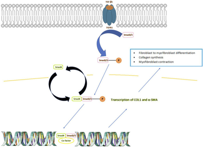Diagram illustrating the TGF-β1 signaling pathway. TGF-β1 binds to the TGFβR1 receptor on a cell membrane, activating Smad2/3 through phosphorylation. This complex with Smad4 leads to transcription of COL1 and α-SMA, influencing fibroblast differentiation, collagen synthesis, and myofibroblast contraction. DNA and co-factor interactions are depicted.