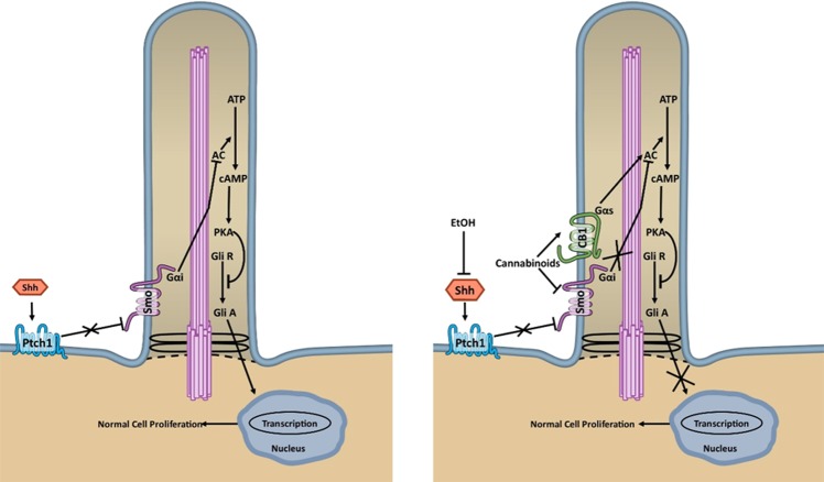 Schematic representation of hypothesized interactions between Smoothened and the CB1 receptor in the embryo. Left panel. During typical development, Sonic Hedgehog (Shh) alleviates the repression of Smoothened (Smo) by Patched (Ptch1) which allows Smo to translocate to the primary cilium. In the primary cilium, Smo, a G-protein coupled receptor, activates Shh pathway signaling, partly through its association with Gαi proteins. Gαi inhibits adenyl cyclase (AC) which, by inhibiting the conversion of adenosine triphosphate (ATP) into cyclic adenosine monophosphate (cAMP), inhibits the accumulation of protein kinase A (PKA) and prevents the proteolytic processing of Gli transcription factors into their repressor forms (Gli R). By maintaining the Gli activator (Gli A) state, the inhibition of PKA facilitates the gene transcription necessary for normal cell proliferation and development. Right panel. Alcohol (EtOH) and cannabinoids converge onto the Shh pathway to alter typical development. A mechanism by which alcohol affects development is through its inhibition of Shh, which reduces the number of Smo molecules at the primary cilia, and thereby reduces the activation of Shh signaling cascades. Cannabinoids, on the other hand, have two mechanisms of action. First, cannabinoids directly inhibit Smo and prevent the signaling of Smo through Gαi proteins, as described above. Additionally, cannabinoids stimulate CB1 receptors that, in the primary cilia, form heterodimers with Smo. CB1-Smo heterodimers associate with Gαs proteins, in addition to Gαi proteins. When Gαs signaling is activated by CB1 receptor agonism, PKA is stimulated which increases Gli R and decreases Gli A. Co-exposure to alcohol and cannabinoids therefore, inhibits Shh and Smo-Gαi signaling, while simultaneously stimulating CB1-Gαs signaling, and ultimately causing a greater reduction in Shh pathway activation than does exposure to either drug alone.