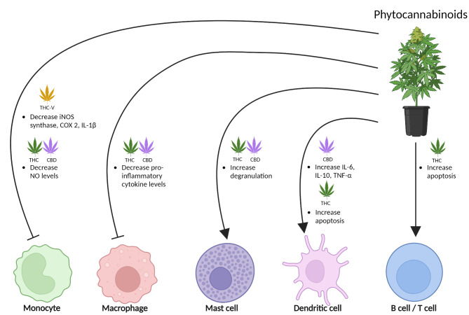 Phytocannabinoids and immune cells The effects of phytocannabinoids on immune cells are indicated. THC and CBD both reduce NO levels in monocytes, which may diminish their inflammatory capabilities. THC-V, is shown to decrease iNOS, COX-2, and IL-1β in monocytes, suggesting a broad anti-inflammatory action. In macrophages, THC and CBD lower pro-inflammatory cytokine production, further emphasizing their potential to mitigate inflammatory responses. Contrarily, THC and CBD enhance degranulation in mast cells, which could potentially increase inflammatory responses, depending on the context. THC induces apoptosis in dendritic cells, potentially affecting antigen presentation and immune tolerance. CBD, interestingly, increases the levels of both pro-inflammatory (IL-6, TNF-α) and anti-inflammatory (IL-10) cytokines in dendritic cells, indicating a complex regulatory role. Additionally, THC promotes apoptosis in both B and T cells, which may contribute to its immunosuppressive effects
