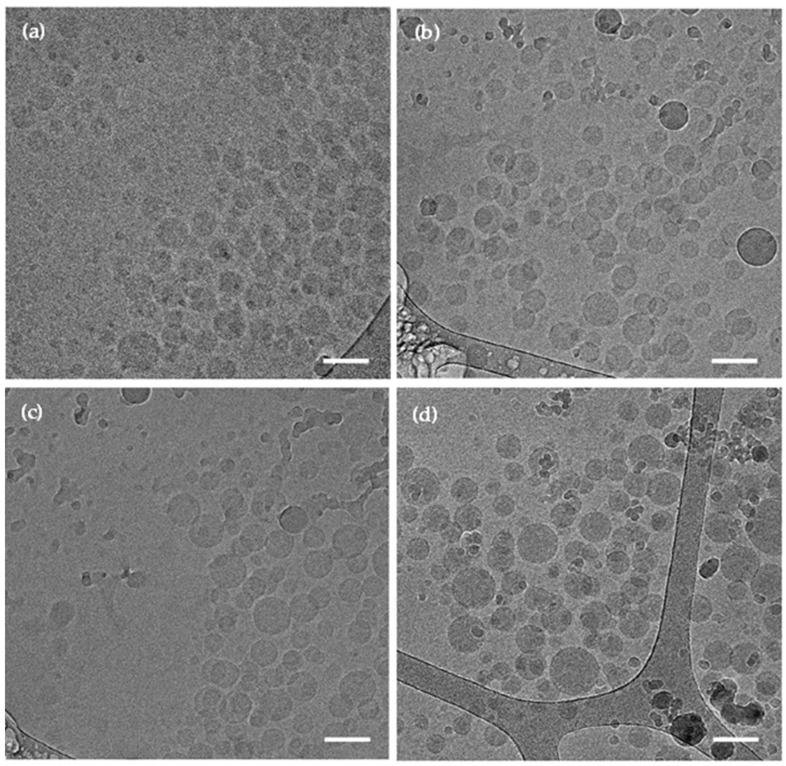 Representative cryo-TEM micrographs of fresh (a) CBD-free non-crosslinked mixed PMs, (b) CBD-free crosslinked mixed PMs, (c) CBD-loaded non-crosslinked mixed PMs, and (d) CBD-loaded crosslinked mixed PMs. Scale bar: 100 nm.