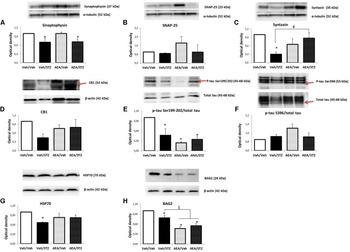 Levels of synaptophysin (A), SNAP-25 (B), syntaxin (C), CB1 receptor (D), p-tau Ser199/202/total tau (E), p-tau Ser396/total tau (F), HSP70 (G), and BAG2 (H) in the hippocampus of Wistar rats icv-treated with AEA and/or STZ (Veh/Veh, Veh/STZ, AEA/Veh, and AEA/STZ), quantified by Western blotting. Synaptophysin, SNAP-25 and syntaxin levels were normalized by α-tubulin levels. CB1 receptor, HSP70 and BAG2 levels were normalized by β-actin levels. P-tau Ser199/202 and Ser396 levels were normalized by total tau levels. Data are represented as means ± S.E.M of the percentage of groups treated with AEA and/or STZ compared to Veh/Veh, which was considered 1.0 (n = 3-5 animals per group), ∗p ≤ 0.05, optical density values are different from Veh/Veh, #p ≤ 0.05, optical density values of AEA/STZ are different from Veh/STZ, $p ≤ 0.05, optical density values of AEA/Veh and AEA/STZ are different than Veh/Veh and Veh/STZ (one-way ANOVA, followed by Duncan’s post-test). Red narrows indicate the bands that were analyzed.