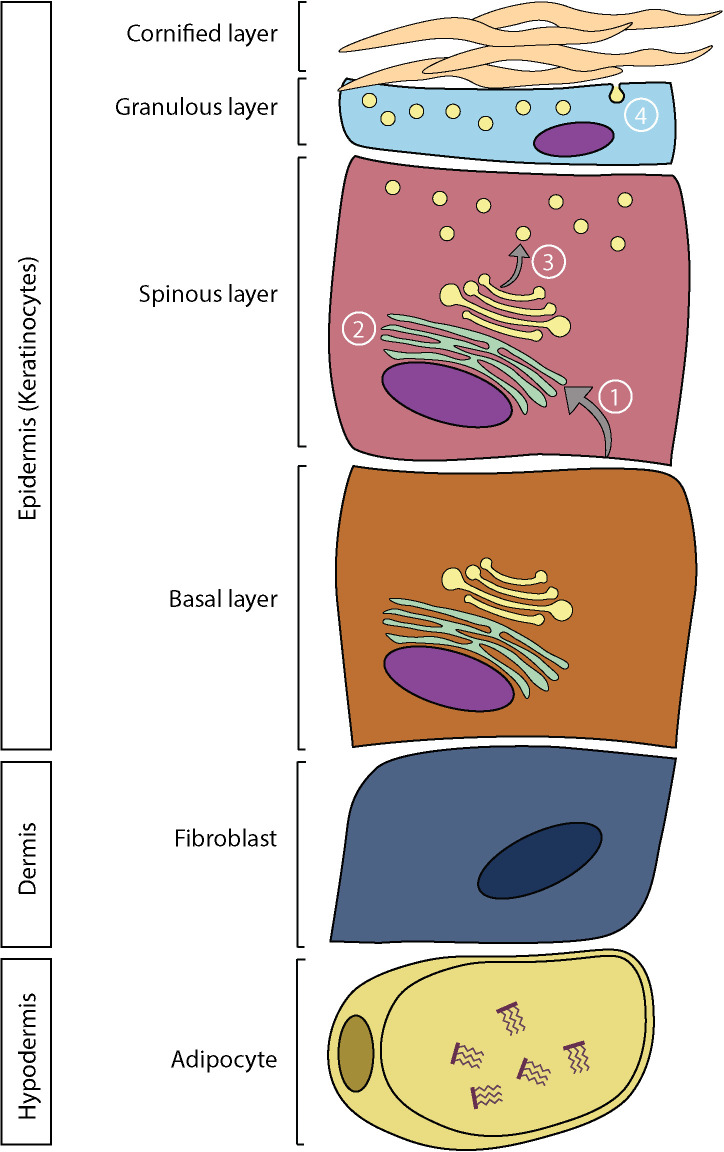 Skin structure and lipid metabolism. In the epidermis: 1) Fatty acids are hydrolyzed from phospholipids and transported in the endoplasmic reticulum. 2) Synthesis of more complex lipids. 3) Storage of lipids in lamellar bodies. 4) Extrusion of lamellar bodies and organization of the lipid matrix.