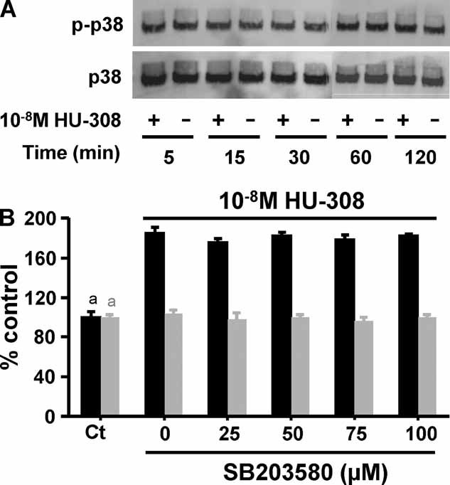 p38 is not involved in CB2 signaling in osteoblasts. (A) MC3T3 E1 osteoblastic cells were incubated with or without CB2-specific agonist HU-308. Western blot analysis was performed with anti-phosphorylated p38 (p-p38) or anti-p38 antibodies. (B) Cell counts in NeMCO cultures derived from wild-type (black bars) and Cb2–/– animals (gray bars) incubated for 48 hours with or without HU-308 and the indicated doses of p38 phosphorylation inhibitor SB203580. Data are mean ± SE obtained in three culture wells per condition. ap < .05.