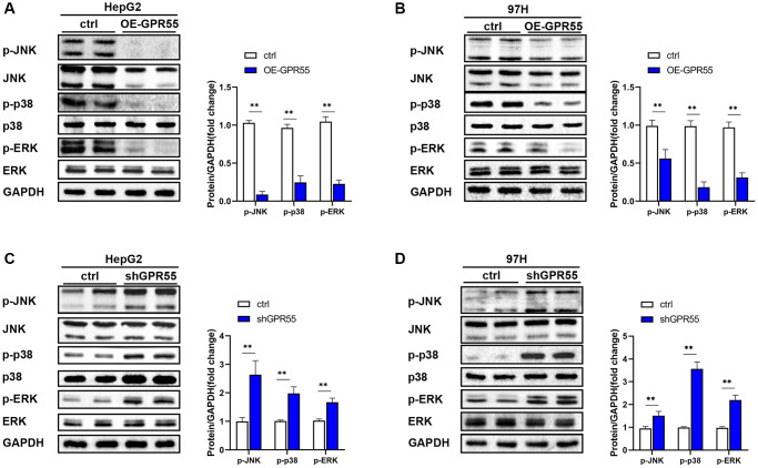 (A) The expression of MAPK pathway related proteins in GPR55 overexpression group and control group were detected by western-blotting in HepG2 cells, respectively. (B) The expression of MAPK pathway related proteins in GPR55 overexpression group and control group were detected by western-blotting in 97H cells, respectively. (C) The expression of MAPK pathway related proteins in GPR55 low expression group and control group were detected by western-blotting in HepG2 cells, respectively. (D) The expression of MAPK pathway related proteins in GPR55 low expression group and control group were detected by western-blotting in 97H cells, respectively. N = 3, ***P < 0.01, t-test.