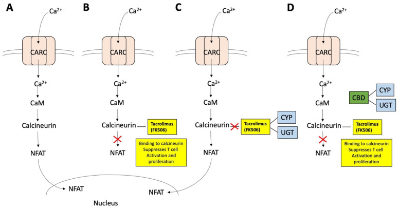 Possible effects of CBD on suppressing tacrolimus metabolism of post-organ transplant patients. (A) Post-kidney transplant patients have an elevated immune response caused by surgical injury and a foreign substance, the transplanted kidney. Antigens on antigen-presenting cells, such as major histocompatibility (MHC) molecules, are detected by T cell receptors (TCR), which stimulates calcium influx through CARC, which is sensed by calmodulin (CaM) and activates a calcineurin signaling cascade. Ca2+ binds to CaM and calcineurin, and calcineurin dephosphorylate nuclear factor of an activated T cell (NFAT), which translocates to the nucleus and initiates activation of lymphocytes. (B) When tacrolimus is present, it binds to calcineurin and blocks the calcineurin signaling cascade. (C) If tacrolimus is metabolized by CYP or UGT, calcineurin signaling cascades proceed. (D) If CBD is present, it interacts with CYP or UGT, and tacrolimus can block the calcineurin signaling cascade.