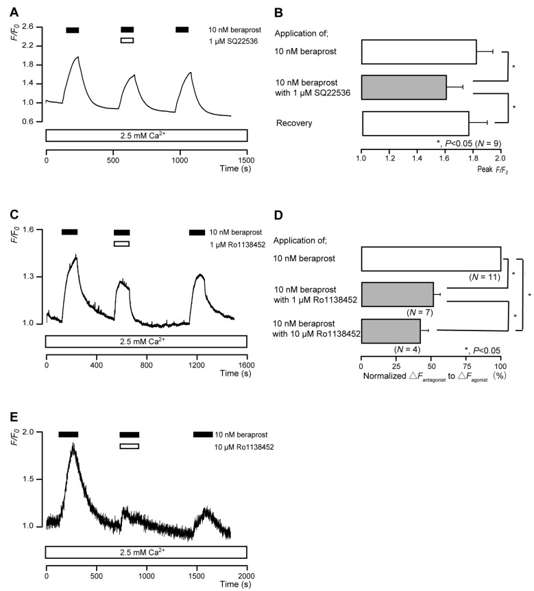 IP receptor-agonist-induced intracellular cAMP level increases. (A,C,E) Representative traces of transient intracellular cAMP level increases in response to 10 nM beraprost, with or without 1 µM SQ22536 (A), 1 µM Ro1138452 (C), or 10 µM Ro1138452 (E), in the presence of extracellular Ca2+ (2.5 mM) (white boxes at bottom). Black boxes at the top indicate periods of beraprost addition to the external solution. White boxes at the top indicate periods of SQ22536 (A) or Ro1138452 (C,E) addition to the external solution. (B) Bar graphs of beraprost-induced intracellular cAMP level increases, without (upper column) or with (middle column) 1 µM SQ22536. Recovery (lower column) shows reversible effect of SQ22536. (D) Bar graphs of inhibitory effects of 1 µM Ro1138452 (middle column) or 10 µM Ro1138452 (lower column), having normalized 10 nM beraprost-induced increases in the intracellular cAMP in the presence of Ro1138452 to that in the absence of Ro1138452. Each bar in (B,D) denotes the mean ± standard error (SE) values across the number of experiments shown in parenthesis. Statistically significant differences between columns (solid lines) are indicated with asterisks: * p < 0.05.