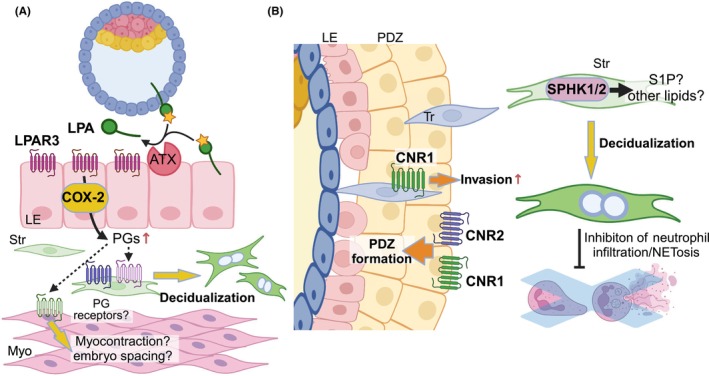 Summary of bioactive lipids in the feto‐maternal interface. (A) LPAR3 on luminal epithelia (LE) is activated at the site of blastocyst–endometrial interaction, evoking COX‐2 – PGs pathways. LPAR3 – PGs seem involved in decidualization. They may also contribute to myocontraction, which leads to embryo spacing. (B) Endocannabinoids facilitate embryo invasion by inducing primary decidual zone (PDZ) formation as well as trophoblast (Tr) migration. Sphingosine kinases (SPHK1/2) contribute to decidualization, inhibiting neutrophil migration and NETosis. Myo, Myometria; Str, Stroma. The image was prepared by Biorender.com.