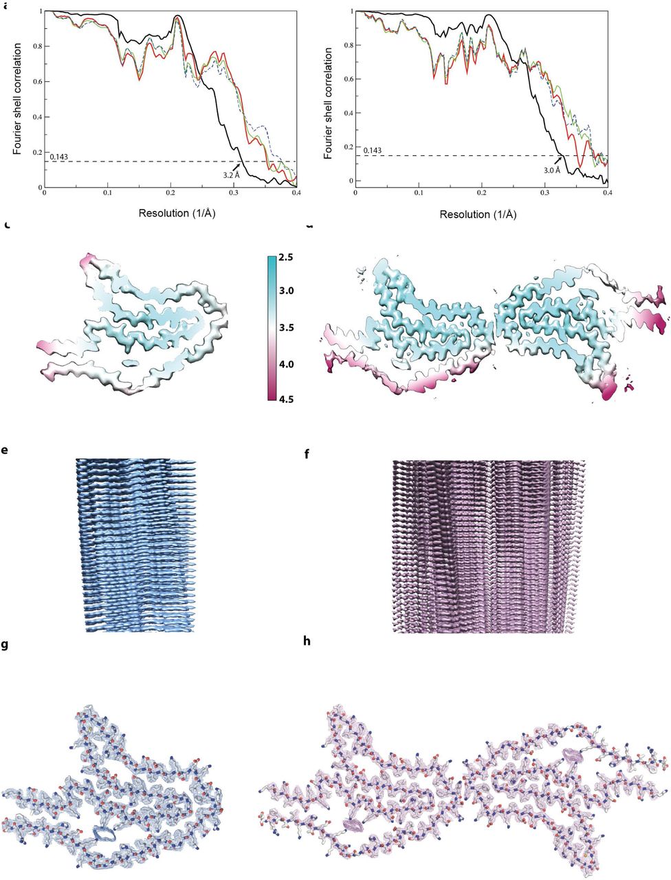 Cryo-EM map and model comparisons.a, b, Fourier shell correlation (FSC) curves between two independently refined half-maps (black, solid), of the final model versus the full map (red, solid), of a model refined in the first half-map versus the first half-map (green, solid), and of the same model versus the second half-map (blue, dashed) for CBD Type I (a) and Type II (b) filaments. c, d, Local resolution estimates for the CBD Type I (c) and Type II (d) filament reconstructions. e, f, Side views of the 3D reconstructions of CBD Type I (c) and Type II (d) filaments. g, h, Sharpened, high-resolution cryo-EM maps of CBD Type I (g) and Type II (h) tau filaments with their corresponding atomic models overlaid.