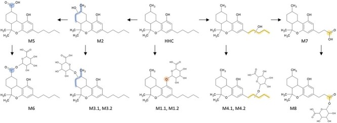 Alt text: Proposed metabolic transformation of HHC in humans based on the screening of plasma and urine samples for HHC metabolites.