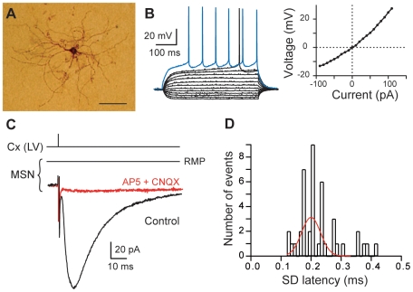 MSN characterization and corticostriatal monosynaptic transmission.(A) High magnification of a MSN injected with biocytin (scale bar, 100 µm). (B) MSN membrane properties and spiking pattern: a hyperpolarized RMP, an inward rectification (illustrated in the steady-state I-V relationship) and a long depolarizing ramp to the action potential threshold leading to a delayed spike discharge. Raw traces show voltage responses to 500 ms current pulses from −90 pA to 110 pA with 20 pA steps and to +40 pA (blue trace) above action potential threshold. (C) Cortically-evoked MSN EPSCs (averages of 7 traces) in control and with CNQX (10 µM) and AP5 (50 µM). (D) Distribution of latency SD was centered on 0.20 ms and fitted by a Gaussian function. These values of SD latency indicate a monosynaptic corticostriatal transmission because inferior to 0.5 ms. Cx (LV), cortical layer V.