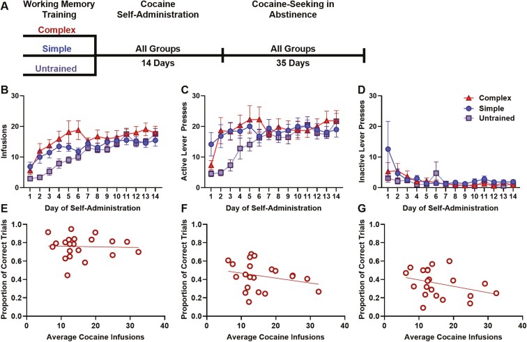 Cocaine self-administration after working memory training. (A) Timeline depicting progression from working memory training through self-administration and assessment of cocaine seeking in abstinence. Rats in the complex (n = 21), simple (n = 31), or untrained (n = 21) groups self-administered cocaine (1 mg/kg/infusion) for 14 days. Mean (±SEM) (B) infusions, (C) active lever responses, and (D) inactive lever responses for all groups throughout cocaine self-administration. (E–G) Correlations between the proportion of correct trials completed on the last day of training on the complex working memory task and the average number of cocaine infusions received during self-administration. (E) Short delay lengths, (F) moderate delay lengths, and (G) long delay lengths.