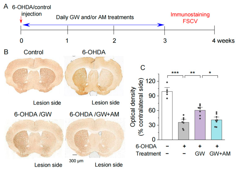 GW842166x (GW) was neuroprotective against 6-OHDA-induced loss of dopaminergic axonal terminals in the striatum. (A) Timeline of intra-striatal injection, drug treatments, and histology or FSCV recording. (B) DAB staining for TH+ axonal terminals in the striatum of mice that received intra-striatal injection of 6-OHDA or control solution and chronic GW or GW + AM630 (AM) treatments. (C) Summarized data showing that the optical density of TH+ axonal terminals in the striatum was significantly decreased in the 6-OHDA group relative to control (*** p < 0.001; n = 5–7 slices from 3–4 mice). Chronic GW treatments reduced 6-OHDA-induced loss of dopaminergic terminals (** p = 0.002; n = 7–7 slices from 4–4 mice), and this effect was blocked by AM co-treatment (* p = 0.013; n = 7–8 slices from 4–4 mice).