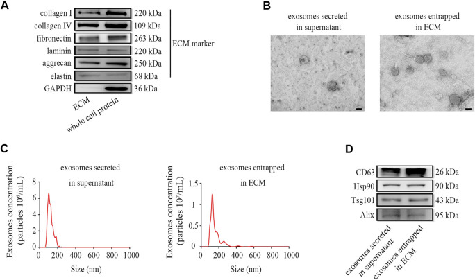 Preparation and characterization of exosomes enriched in ECM. (A) The markers of liquid ECM were determined by Western blot. (B) TEM images for exosome morphology. (C) NTA analysis of particle size, and (D) Western blot analysis for exosomal markers of exosomes entrapped in ECM from HFF-CBD-Lamp2b cells and those secreted in supernatant from HFF cells. Scale bar = 100 nm.