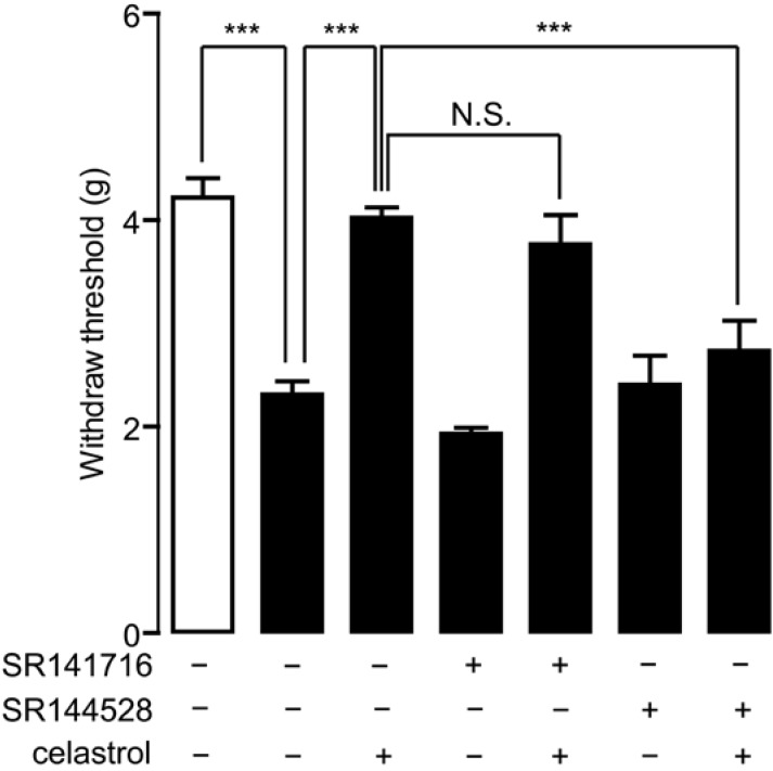 Analgesia effect of celastrol in carrageenan-induced inflammatory pain was mediated by cannabinoid receptor-2 (CB2) signaling. The effects of celastrol, SR141716, SR144528, a combination of celastrol and SR141716 and a combination of celastrol and SR144528 on mechanical hyperalgesia, assessed by the allodynia test, in carrageenan-injected mice (closed bar). Open bar, non-carrageenan injected mice; vehicle, 5% PEG/5% Tween-80 in saline, 10 mL/kg, i.p; celastrol, 0.3 mg/kg, i.p.; SR141716, 1 mg/kg, i.p.; SR144528, 1 mg/kg, i.p. *** p < 0.001; N.S., not significant; one-way ANOVA followed by Bonferroni’s multiple comparison test, n = 8.